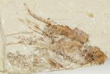 Four Cretaceous Fossil Shrimp (Carpopenaeus) - Hjoula, Lebanon - #201357-4